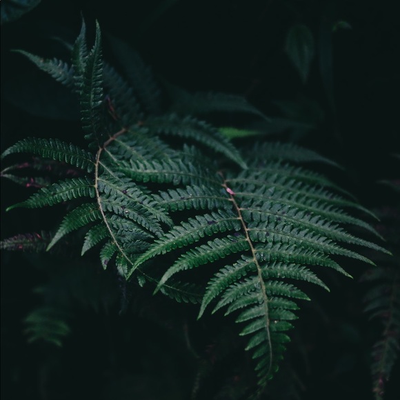 Meet your Posher, Grace - Picture 1 of 1